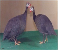 Guinea Fowl