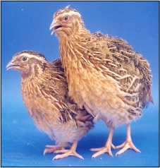 JAPANESE QUAIL