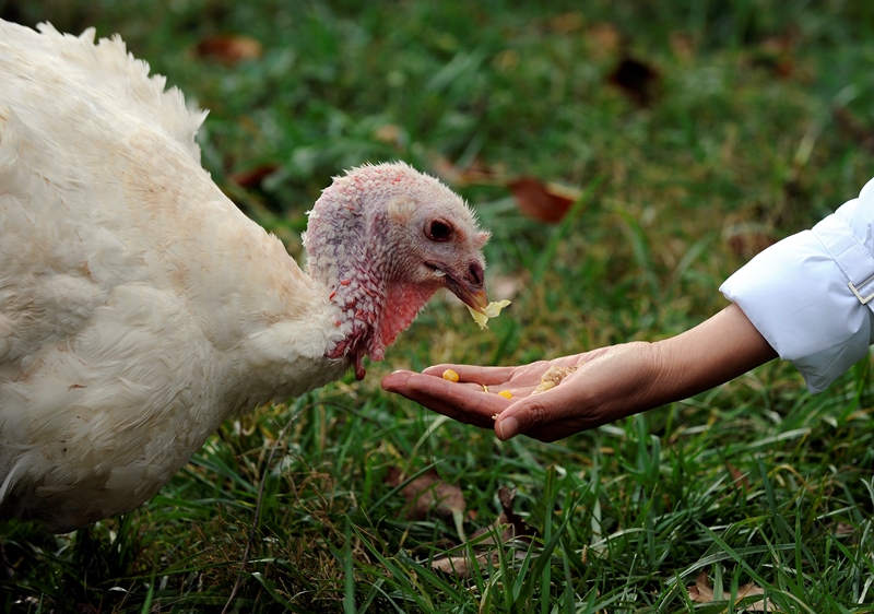 Establishing feed efficient turkey (Meleagaris gallopavo) line using metabolism related candidate gene polymorphism and gut microbiome information