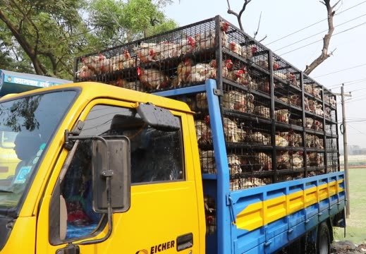 Optimization the welfare of broiler chickens with special emphasises on transport.